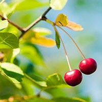 Preservation rules — a little known quirk and how to use it for clients to cherry pick red cherry